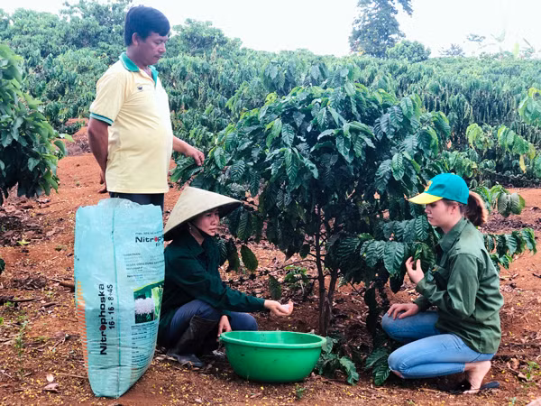 Các thành viên tìm được nguồn phân bón đảm bảo chất lượng, tiêu thụ sản phẩm thông qua sự kết nối của HTX Sản xuất kinh doanh và Dịch vụ nông nghiệp Tâm Thành. Ảnh P.L