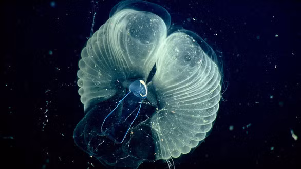 Con larvacean bên trong chiếc máy lọc của mình - Ảnh: MBARI