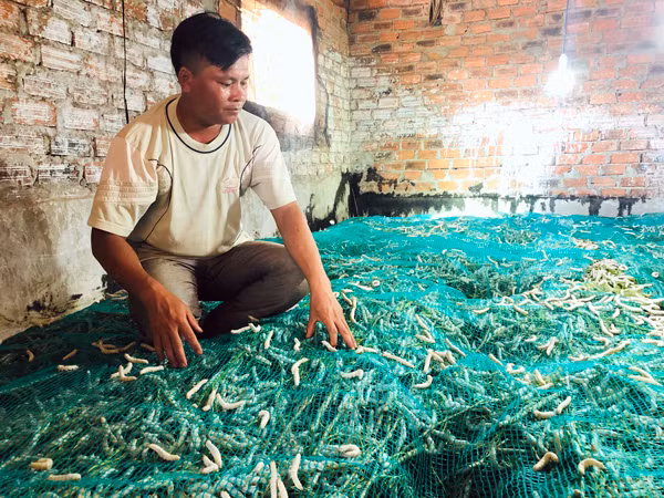 Mô hình trồng dâu nuôi tằm của gia đình anh Trần Ngọc Minh (xã Ia Pếch, huyện Ia Grai) mỗi tháng cho thu lời 12-13 triệu đồng. Ảnh: P.L