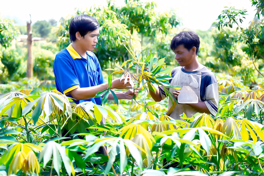 Nhờ các chương trình hỗ trợ của Nhà nước, nhiều hộ đồng bào dân tộc thiểu số đã có điều kiện phát triển sản xuất, từng bước vươn lên thoát nghèo. Ảnh: ĐỨC THỤY