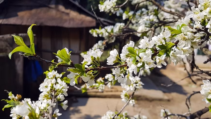 Hoa mận nở mỗi độ xuân về. (Ảnh: Phan Tuấn Anh/TTXVN) Hoa mận nở mỗi độ xuân về. (Ảnh: Phan Tuấn Anh/TTXVN)