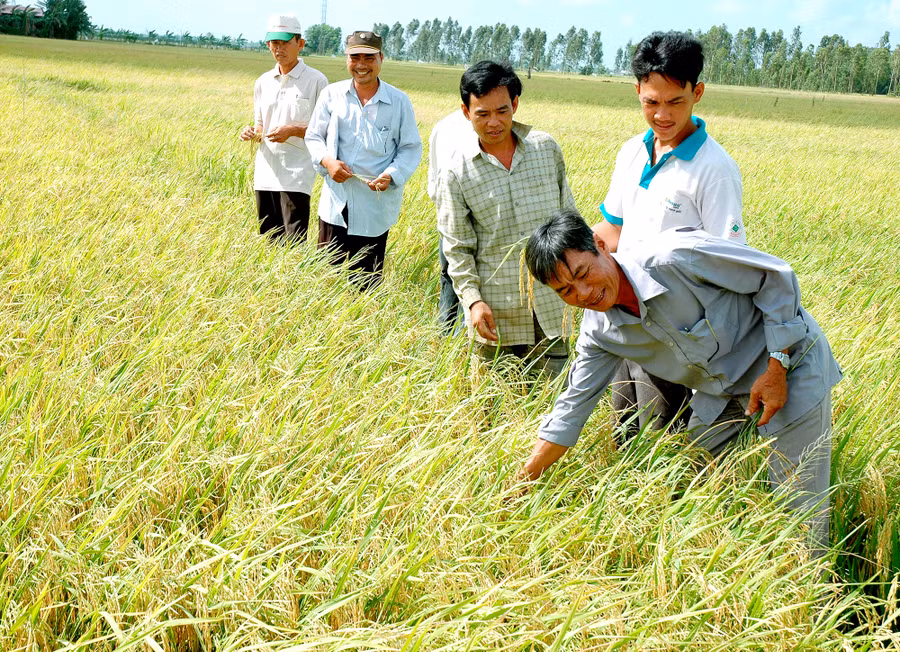  Miễn thuế sử dụng đất nông nghiệp giúp nông dân tiết kiệm 7.000 tỷ đồng/năm. Ảnh: Thanh Cường.