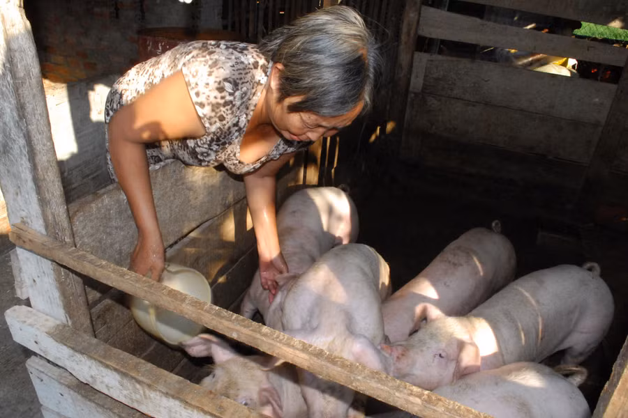 Để nuôi bày heo này, bà Cúc phải đi vay lãi 20%, nay bà đang kêu bán lấy tiền trả nợ nhưng không ai mua vì heo còn nhỏ. Ảnh: Ngô Khắc Lịch