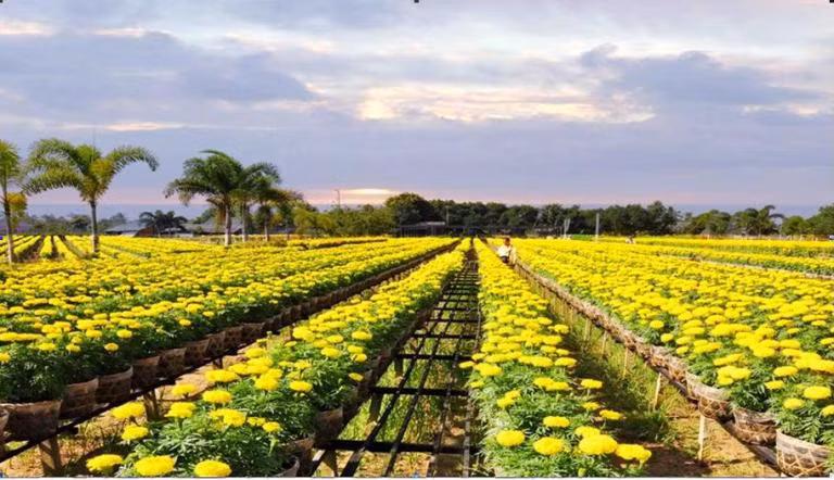 Sa Đéc - Xứ hoa của miền Tây Nam Bộ.