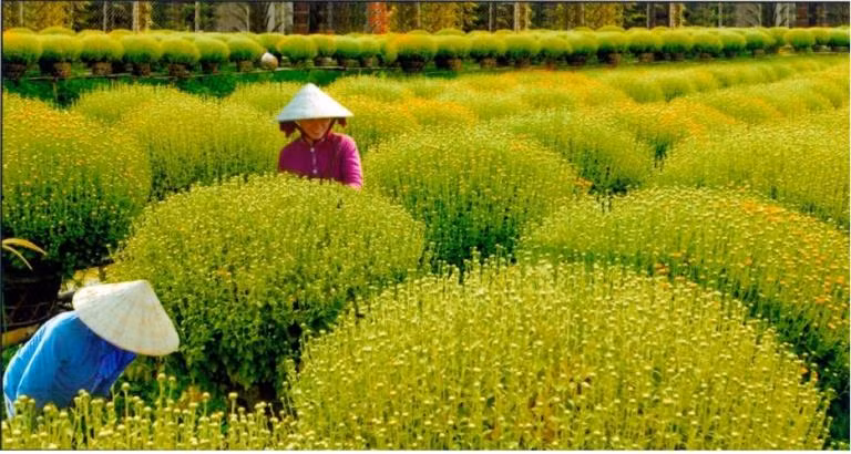Số lượng hoa kiểng dự kiến được sử dụng lên đến 10.000 chậu hoa các loại.