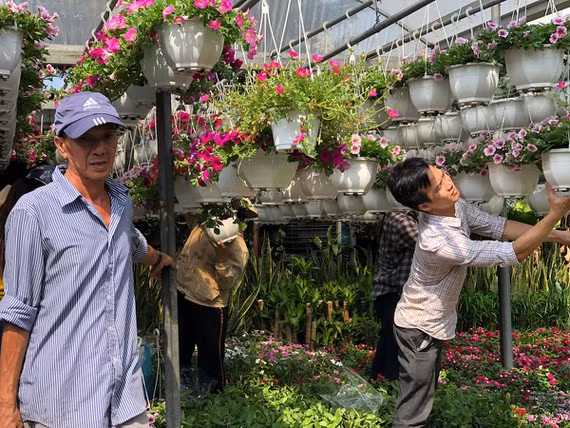 Chăm sóc hoa tại một vựa hoa kiểng trên đường Phan Huy Ích (quận Gò Vấp)