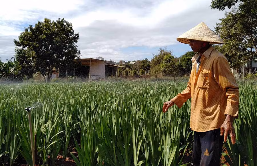  Gia đình chị Đặng Thị Quý (thôn 1, xã Trà Đa) chủ động điều chỉnh lịch tưới để lay ơn kịp trổ bông bán dịp Tết. Ảnh: S.C