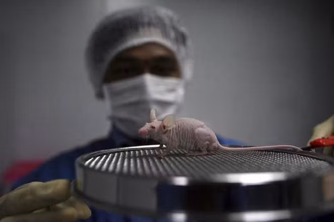 Chuột trụi lông trong một phòng thí nghiệm ở Ấn Độ - Ảnh: Reuters