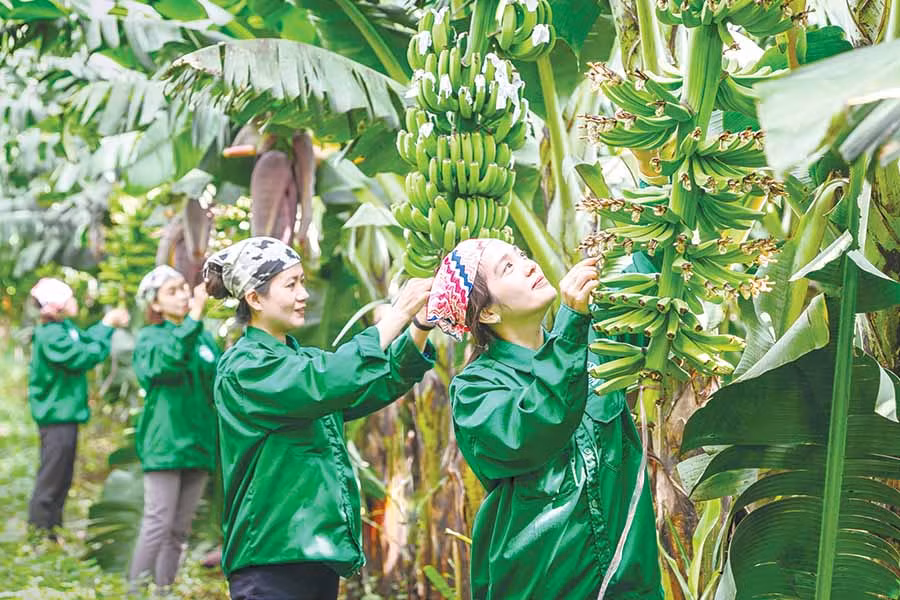 Chăm sóc vườn chuối. Ảnh: NGUYỄN LINH VINH QUỐC