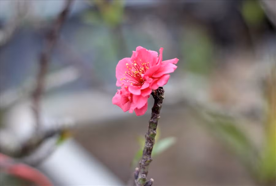  Điều đặc biệt ở đào Thất Thốn là hoa đào. Hoa đào bung nở có kích thước “khổng lồ” với đường kính từ 4-5 cm. Màu hoa đỏ thắm, nhụy vàng.