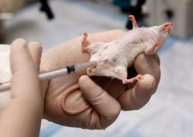 Tiêm thuốc thử nghiệm cho chuột tại phòng thí nghiệm ở Mỹ - Ảnh: Reuters
