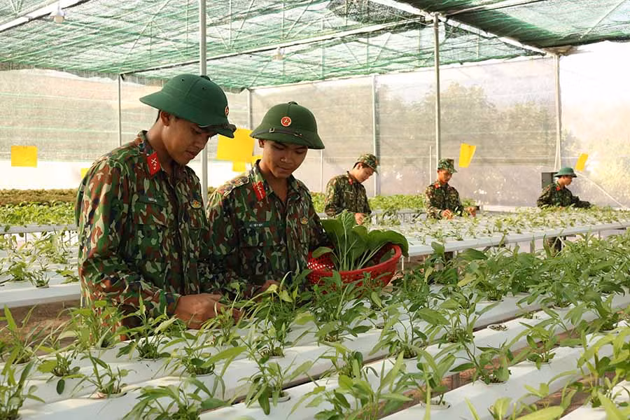  Đại úy Lê Quang Ngọc hướng dẫn các chiến sĩ kỹ thuật trồng rau thủy canh. Ảnh: N.S