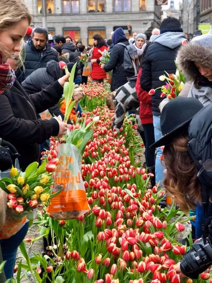  Mỗi người được chọn một bó hoa mang về, rất đông người dân tham gia lựa chọn bó hoa Tulip cho riêng mình. Ảnh: Holland-explorer.com 