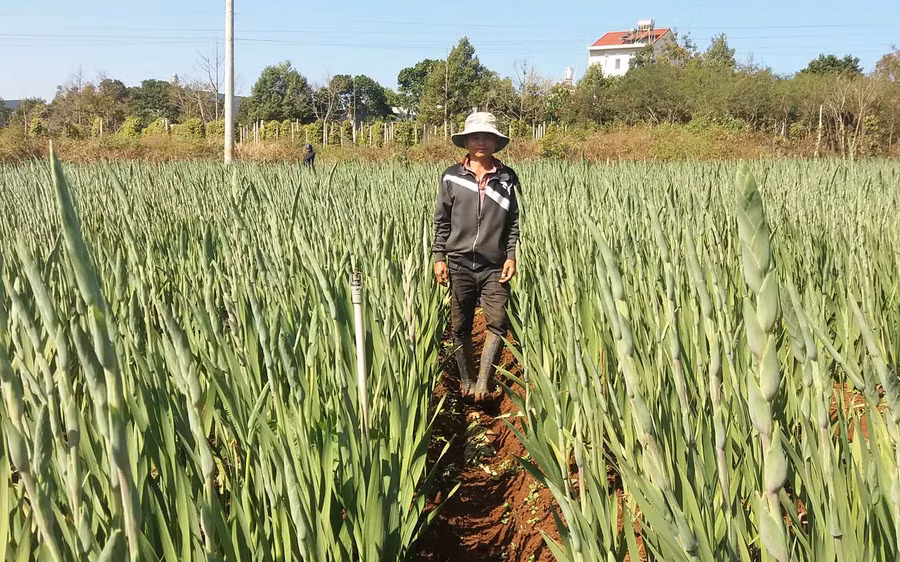 Anh Nguyễn Văn Phương bên vườn hoa của mình. Ảnh: Hà Phương