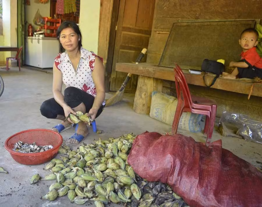  Một số hộ dân trong xã có thêm thu nhập từ chuối rừng. Ảnh: P.D