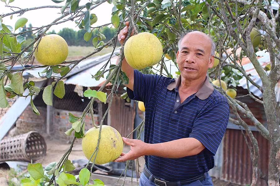 Ông Nguyễn Thế Long là tấm gương tiêu biểu trong phong trào sản xuất kinh doanh giỏi tại địa phương. Ảnh: M.T