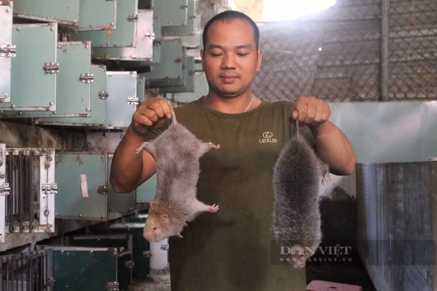 Mô hình nuôi dúi của anh Tuấn được đánh giá cao, mang lại thu nhập khá ở vùng 