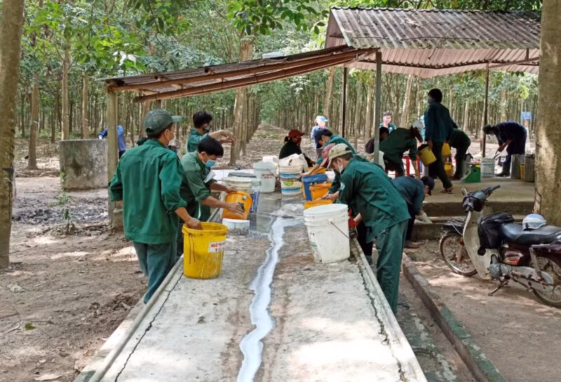 Xuất khẩu cao su của Việt Nam sang thị trường Trung Quốc có xu hướng chậm lại trong các tháng cuối năm 2021. Trong ảnh: Thu mua mủ cao su tại Bình Dương. Ảnh: CS Dầu Tiếng.
