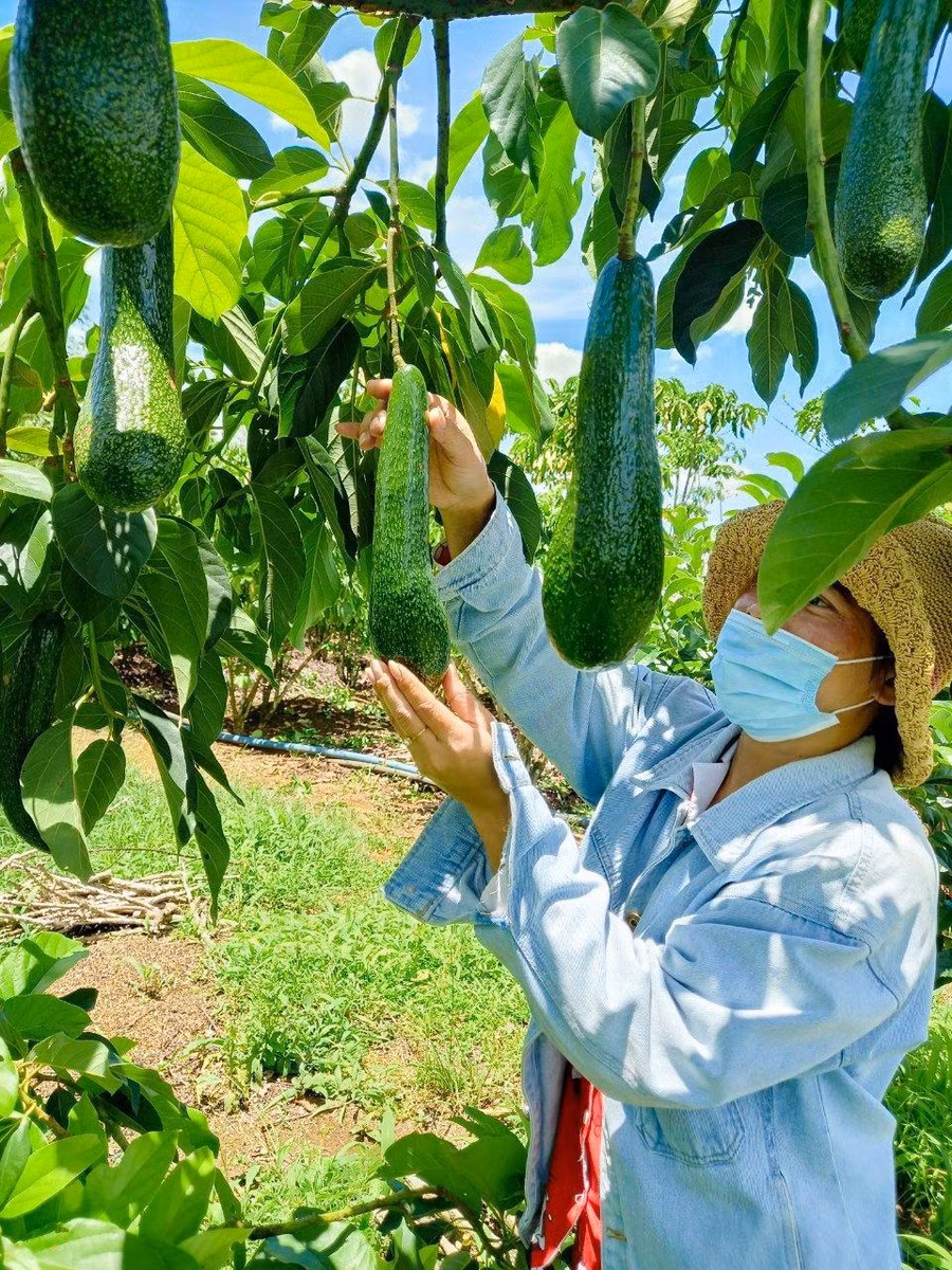 Trái bơ ở Bảo Lộc trong câu chuyện của cô gái. Ảnh: Thu Trân