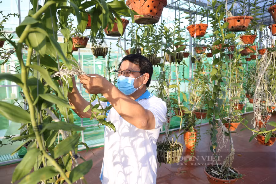 Ông Phan Xuân Thủy đã dành 20 năm để học hỏi kinh nghiệm trồng lan rừng và đầu tư cho vườn lan rừng của mình. Ảnh: Ngọc Giàu