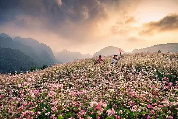 Hoa tam giác mạch mọc giữa thung lũng nguyên sơ hùng vĩ. Ảnh: reviewhagiang