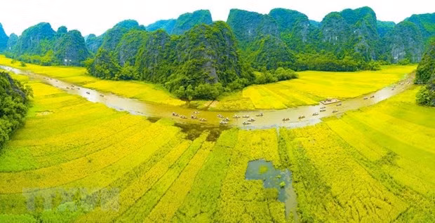Dòng Ngô Đồng vàng rực đón du khách trong và ngoài nước về tham quan Tam Cốc-Bích Động. Ảnh: Minh Đức/TTXVN