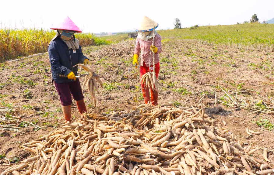 Người dân xã Tú An (thị xã An Khê) thu hoạch mì. Ảnh: Ngọc Minh