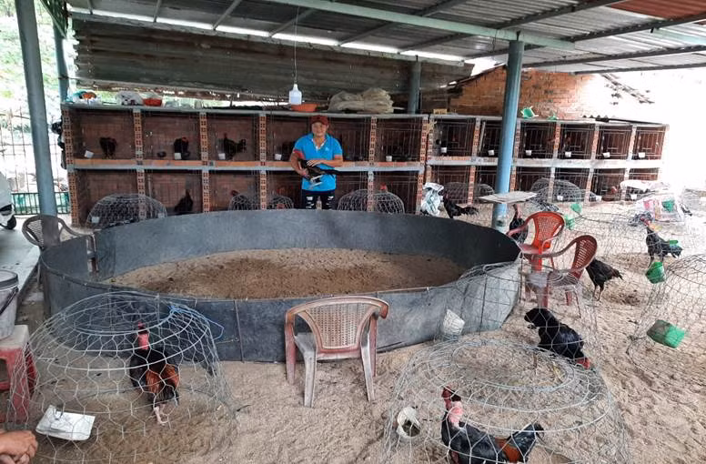  Nhà Võ Đình Câu (xã Hòa Thắng, huyện Phú Hòa, tỉnh Phú Yên) trồng 1 ha lúa để làm lương thực ăn và có thức ăn nuôi gà. Ông cho biết mỗi năm lượng lúa cho đàn gà ăn hết khoảng 5 tấn lúa thịt.