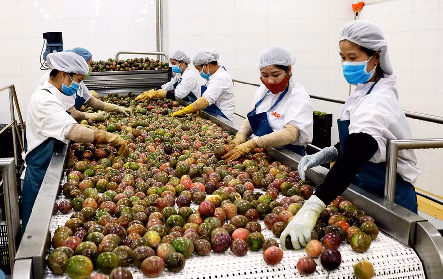 4 Chế biến chanh dây tại Công ty TNHH một thành viên xuất nhập khẩu rau quả DOVECO Gia Lai.jpg