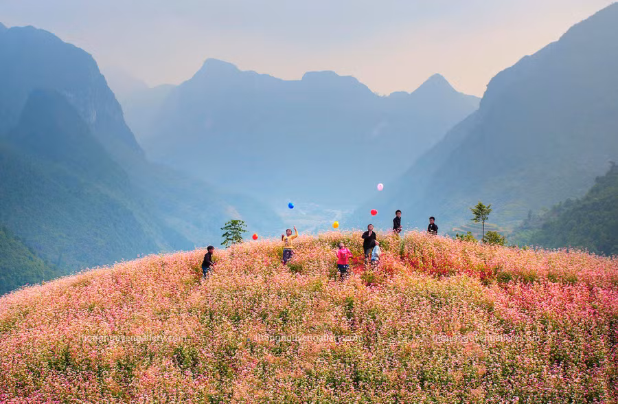Mùa hoa tam giác mạch đẹp say lòng người tại Hà Giang. Ảnh: NguyenHuuThong