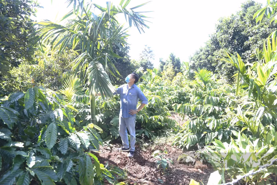 Thấy giá cau tăng 