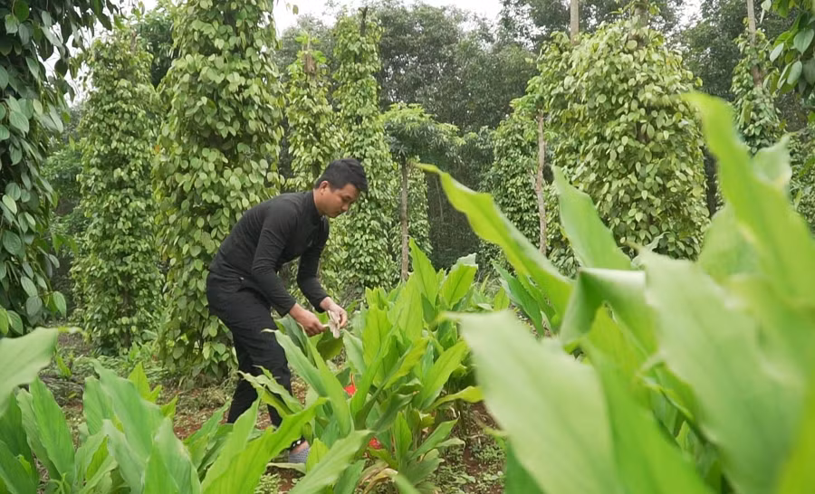 Nếu may mắn, chỉ đi quanh vườn tiêu vẫn có thể kiếm được dăm cân nấm mối