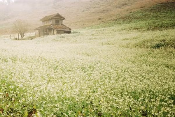 Mùa hoa cải nở rộ với màu trắng tinh khôi. Ảnh: Yenlibra