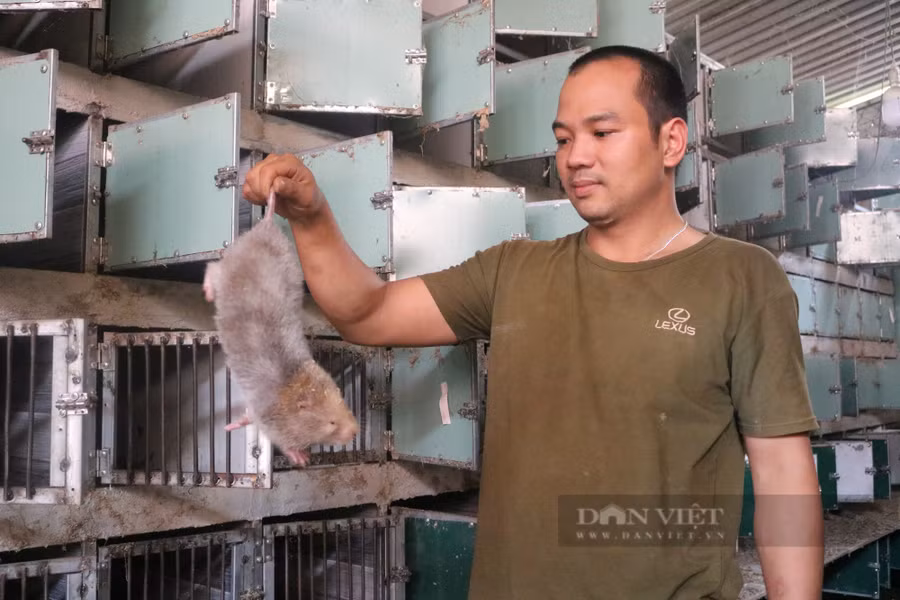 Với dúi thương phẩm, trung bình mỗi con có trọng lượng 0,8-1,2kg/con, giá bán dao động 400.000-600.000 đồng/con. Còn dúi giống, tùy theo kích cỡ có giá dao động 800.000-1,2 triệu đồng/con.