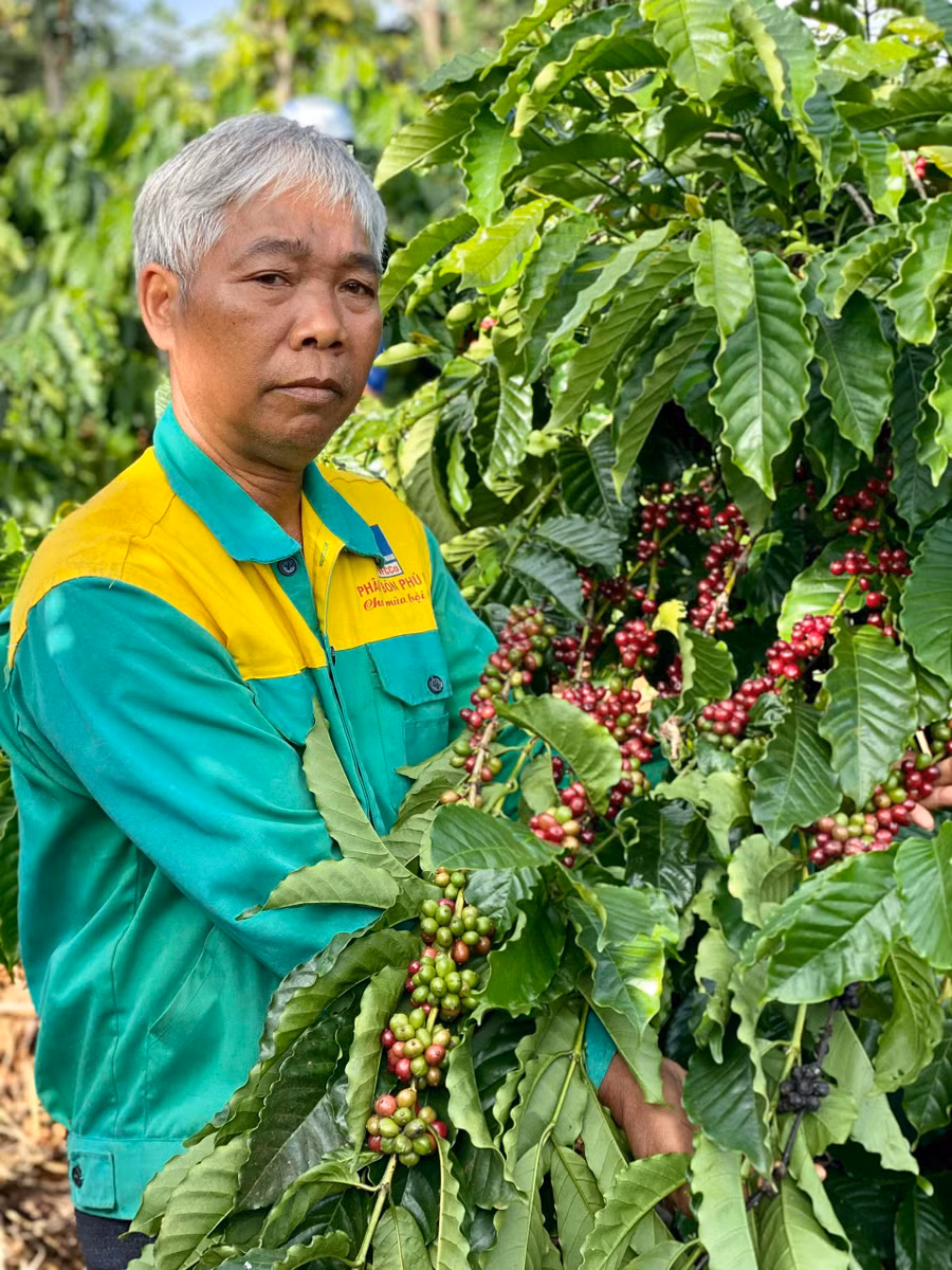  Vườn cà phê của ông Siu Buk (làng La, xã Ia Drăng) cho năng suất cao nhờ áp dụng kỹ thuật chăm sóc tiến bộ. Ảnh: Hà Duy