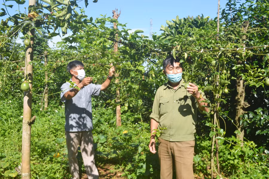 Ông Nguyễn Huỳnh (bìa phải)-Chủ tịch Hội CCB xã Diên Phú (TP. Pleiku) tham quan mô hình kinh tế của CCB Đào Văn Đông. Ảnh: Hoàng Cư