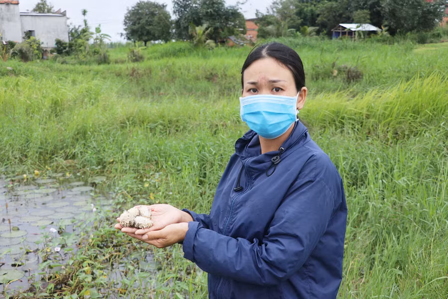 Chị Trần Thị Ánh Hương (thôn An Thạch, xã Xuân An, thị xã An Khê) thu gom trứng ốc để ấp. Ảnh: Ngọc Minh Chị Trần Thị Ánh Hương (thôn An Thạch, xã Xuân An, thị xã An Khê) thu gom trứng ốc để ấp. Ảnh: Ngọc Minh