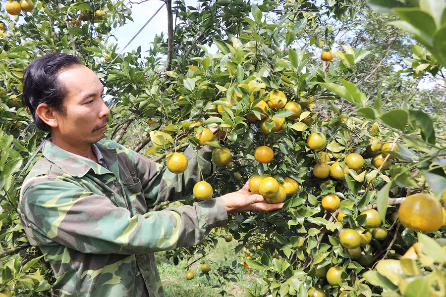 Ông Đặng Văn Đức (thôn 1, xã Sơ Pai, huyện Kbang) chuyển sang trồng cây ăn quả cho thu nhập cao. Ảnh: Ngọc Minh