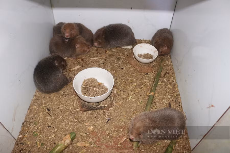 Dúi sinh sản rất nhanh, một năm khoảng 3-4 lứa, mỗi lứa khoảng 3-5 con.