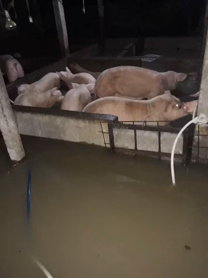 Nước lũ dâng khiến nhiều chuồng trại gia súc, gia cầm của người dân Bình Định bị ngập Nước lũ dâng khiến nhiều chuồng trại gia súc, gia cầm của người dân Bình Định bị ngập