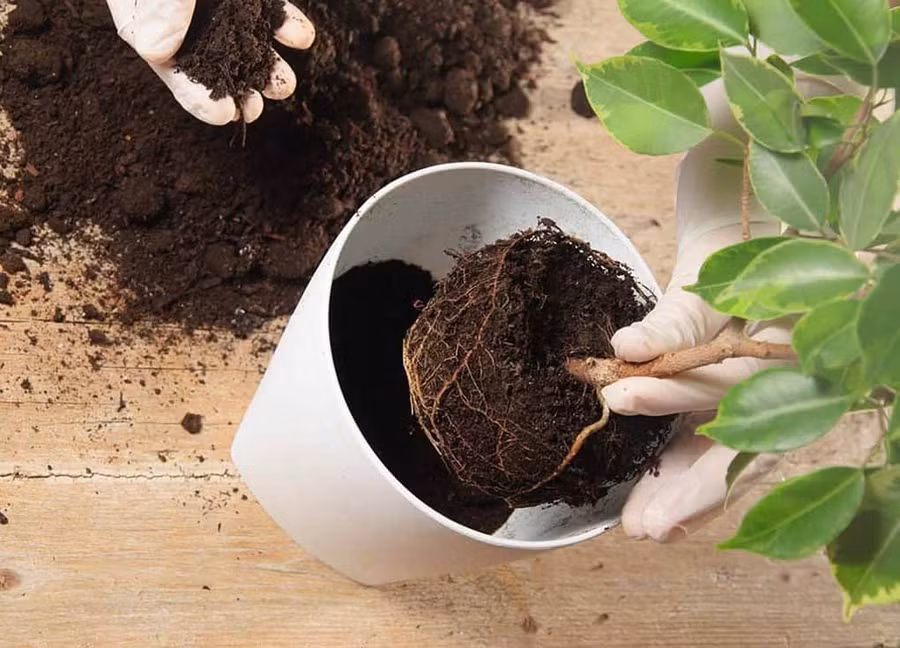 Nên thay đất định kỳ cho cây cảnh, bởi khi trồng lâu đất sẽ hết chất dinh dưỡng khiến cây dễ bị chết.