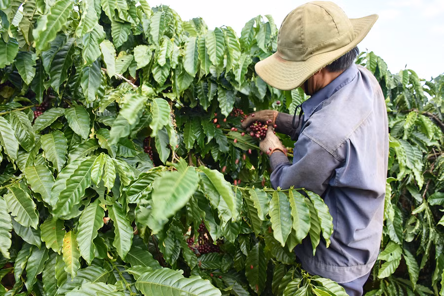 Người dân huyện Chư Păh thu hoạch cà phê. 