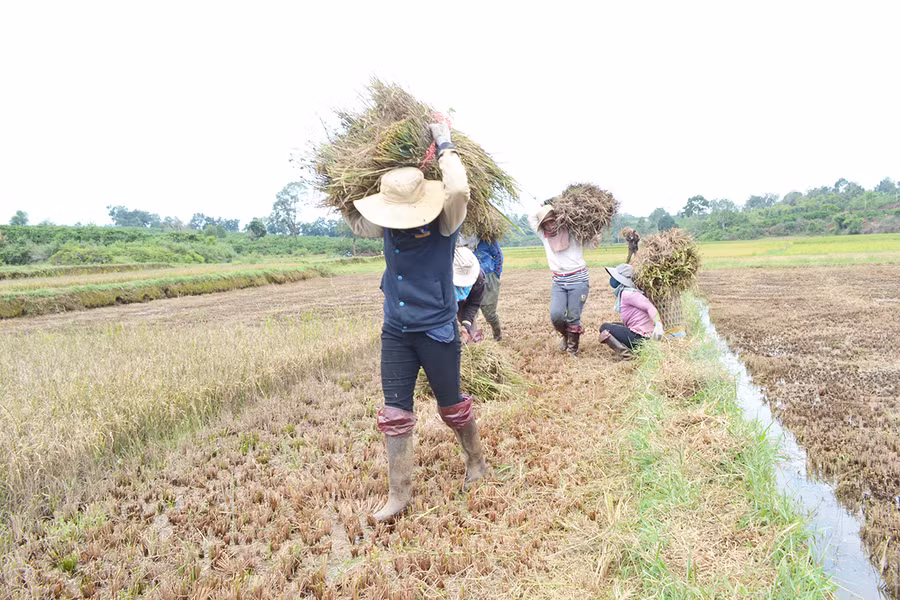  Người dân thu hoạch lúa. Ảnh: Lê Nam