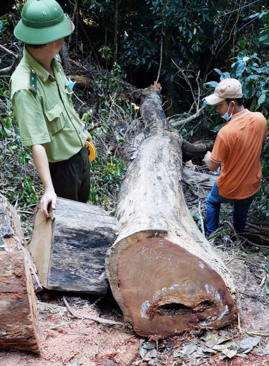Lực lượng chức năng đam khám nghiệm hiện trường vụ khai thác gỗ tại Vườn Quốc gia Kon Ka Kinh. Ảnh: Lê Anh