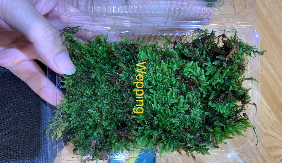 Giá dao động từ vài chục đến vài trăm ngàn đồng cho một hộp rêu nhỏ. Ảnh: NVCC