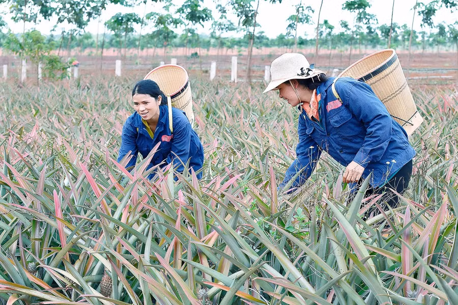 Công ty Cổ phần thực phẩm xuất khẩu Đồng Giao-chi nhánh Gia Lai xây dựng vùng nguyên liệu dứa để phục vụ cho chế biến xuất khẩu . Ảnh Đức Thụy 