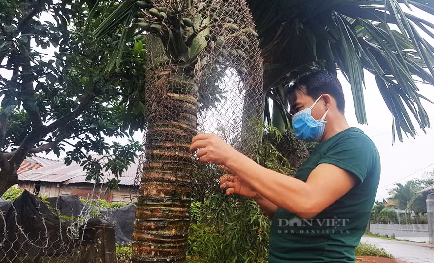 Anh Nguyễn Văn Thời thị trấn Quảng Phú, huyện Cư M'Gar ((Đắk Lắk) cực chẳng đã phải 