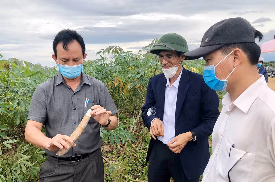 Lãnh đạo Sở Nông nghiệp và PTNT (bìa trái) kiểm tra chất lượng củ mì giống KM94. Ảnh: Lê Nam