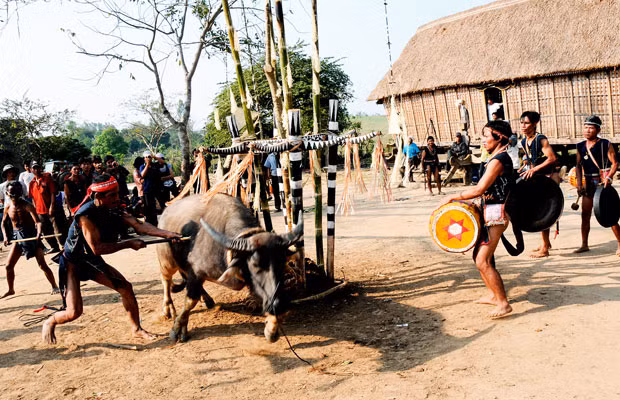 Hội đâm trâu. Ảnh: Trần Phong