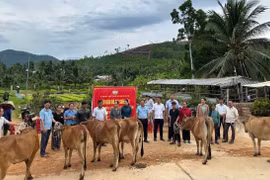 Xã Kim Sơn bàn giao 6 con bò sinh sản cho hộ nghèo 